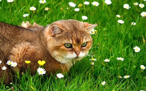 HQ Wallpapers for a desktop (Part 487)-128.jpg