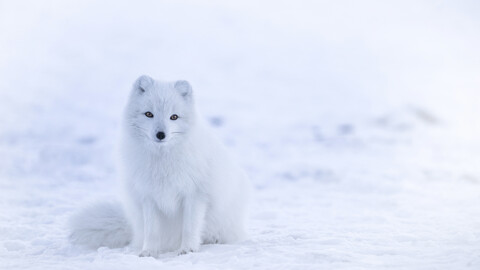 arctic-fox-animal-uhdpaper com-4K-8 1489.jpg