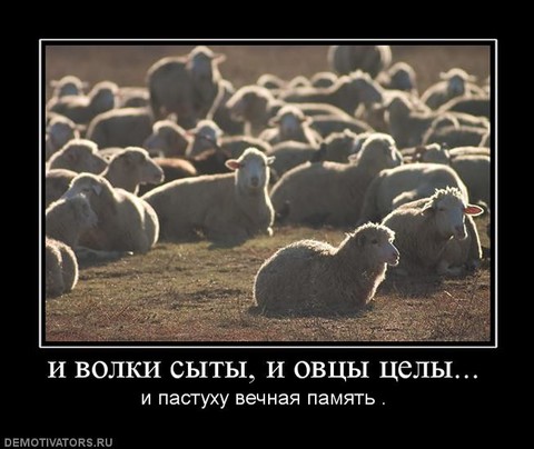 i-volki-syityi-.jpg