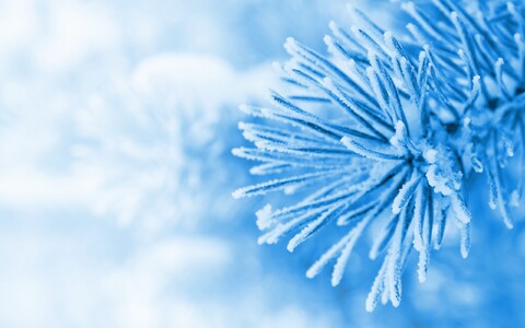 31237-priroda zima sneg vetka el derevya nature winter snow branch spruce trees.jpg