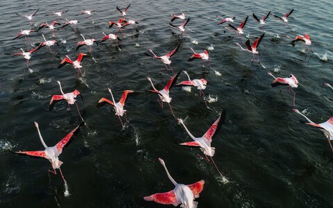53466-flamingo staya vzlet.jpg
