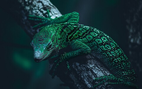 61240-yascherica reptiliya vetka zelenaya.jpg