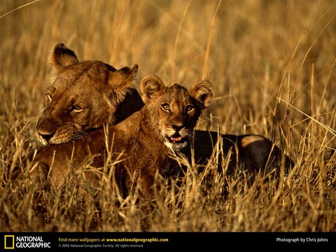 african_lioness_cubs.jpg