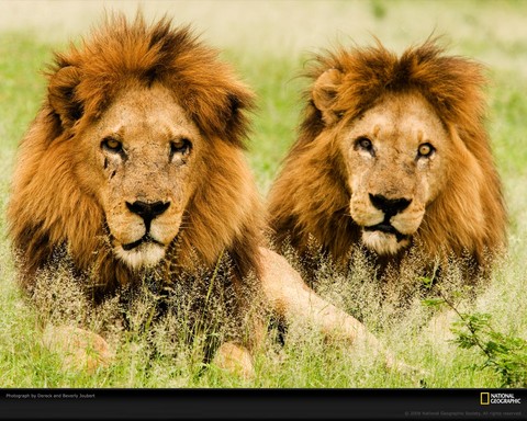 lions_males_botswana_xl.jpg