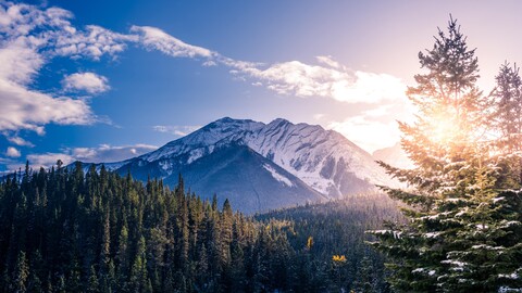pine-trees-5k-ou-3840x2160.jpg