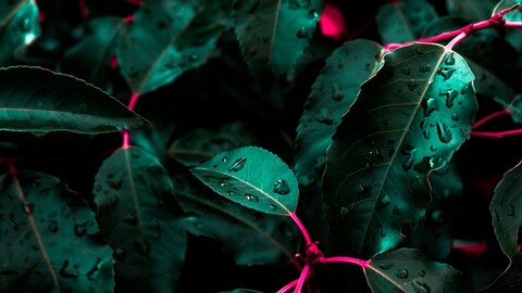 leaves drops bush 119510 3840x2160.jpg