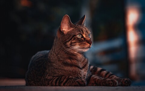 59875-koshka vzglyad vecher.jpg