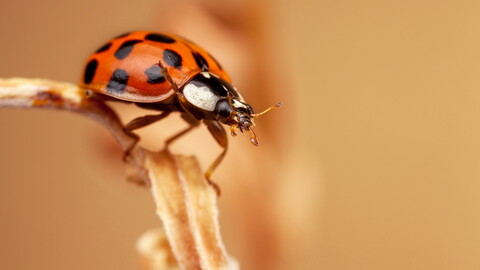 28498-priroda nasekomoe bojya korovka makro.jpg