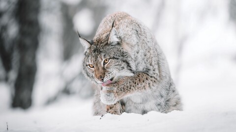 60106-rys hischnik sneg zima.jpg