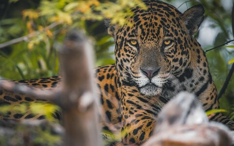 59982-leopard derevo vetvi morda.jpg