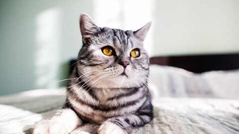 cat-gray-yellow-eyes-kot-seryi-kot-seryi-zheltye-glaza.jpg