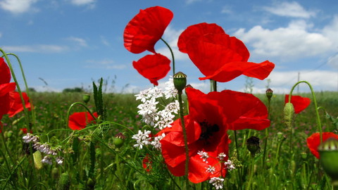 poppies-flowers-meadow-sky-nature-greenery-2560x1600.jpg