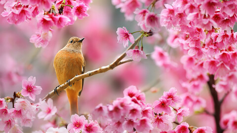 bird-sitting-on-cherry-blossom-tree-4k-8n-3840x2160.jpg