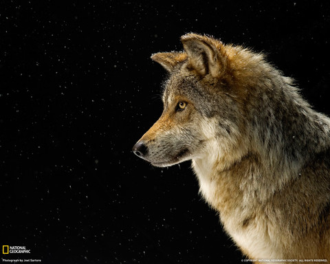 mexican_gray_wolf_1198152_xl.jpg