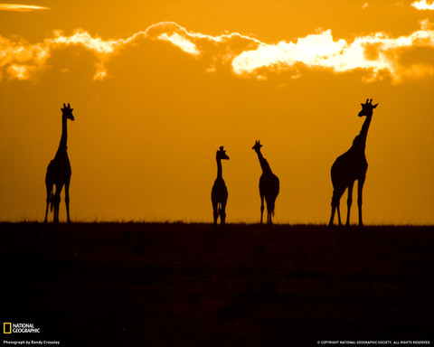 masa_mara_giraffes_xl.jpg