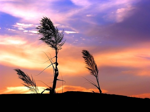landscape_41.jpg