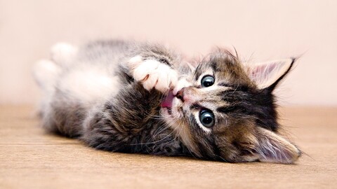 28849-priroda jivotnyie kot kotenok nature animals cat kitten.jpg