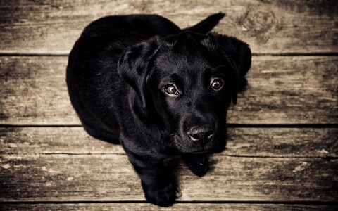 56704-sobaka chernyj pes labrador schenok.jpg