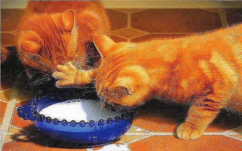 getImage(23).jpg