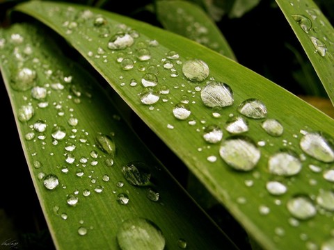 lytchee_iz_seti_1143310828_i_6144_full.jpg