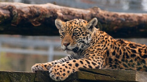 koshka-dikaia-leopard-4.jpg
