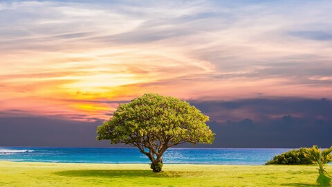 ocean-summer-tree-landscape-5k-xy-5120x2880.jpg