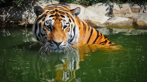bengal tiger 5k-5120x2880.jpg