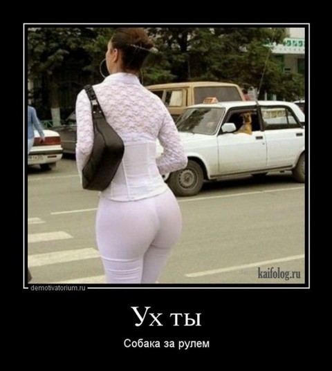 uh ti sobaka za rulem.jpg