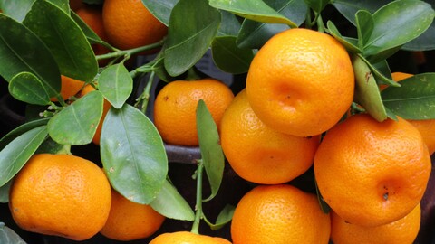 55209-mandariny vetka citrus spelyj listya.jpg
