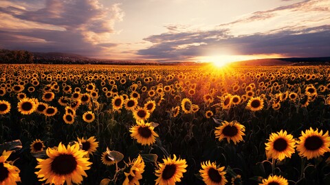 sunflowers-field-sunrise-5k-lm-5120x2880.jpg