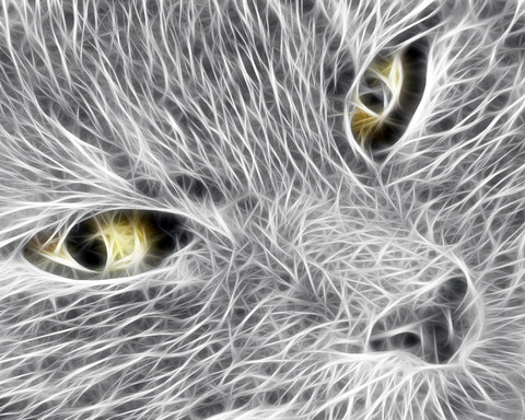Кот.jpg