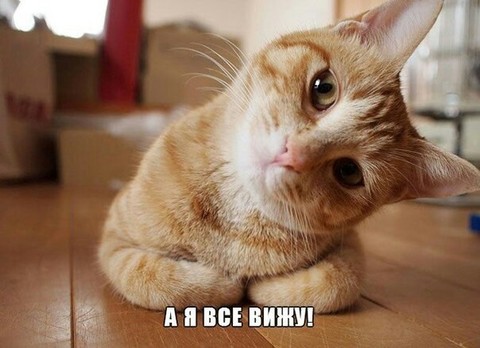 котик.jpg