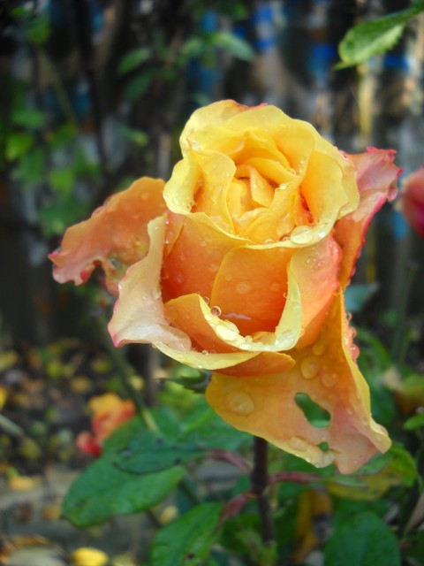 image (36).jpg