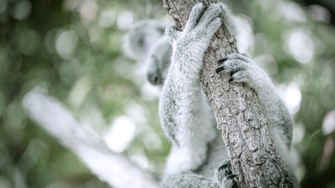 55585-koala stvol derevo.jpg