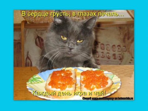 d8d69f0b2fdb8d.jpg
