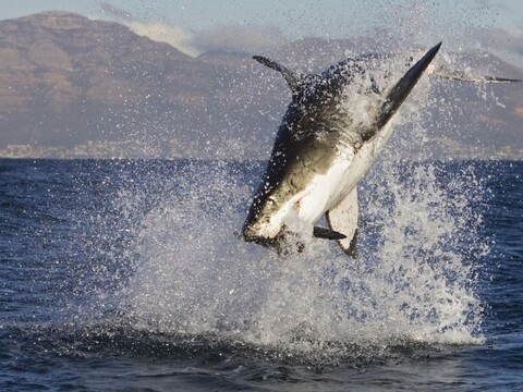 animalsbackground2-1661786526164-1674.jpg