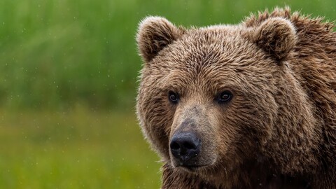 brown gizzle bear with blur background 4k hd-3840x2160.jpg
