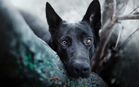 dog-1661980058251-9353.jpg