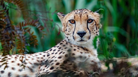 animal cheetah 4k 5k hd-5120x2880.jpg
