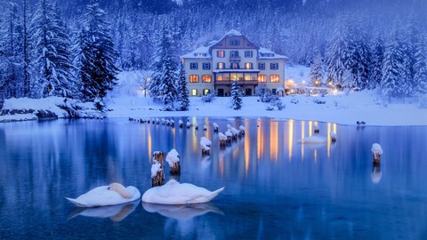 59766-zima ozero lebedi villa eli sneg.jpg