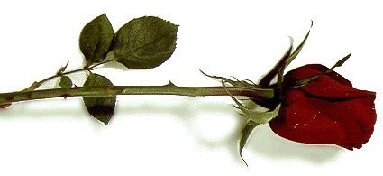 uHrOHhtm5P8.jpg