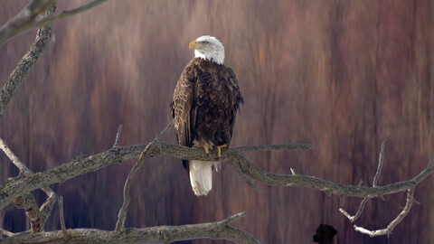bald-eagle-sitting-on-branch-5k-jh-3840x2160.jpg