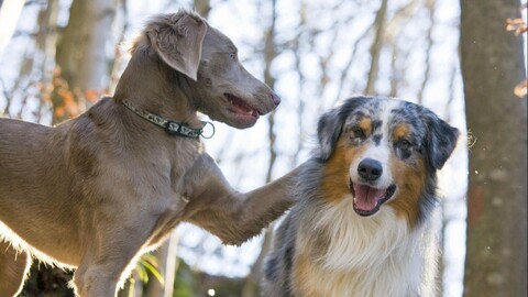 animalsbackground62-1661786246027-281.jpg