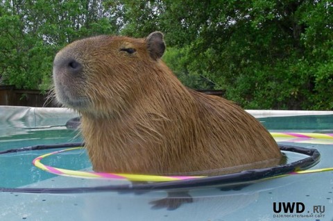 1368723607_1368349244_funny_animals_20130507_02724_006.jpg