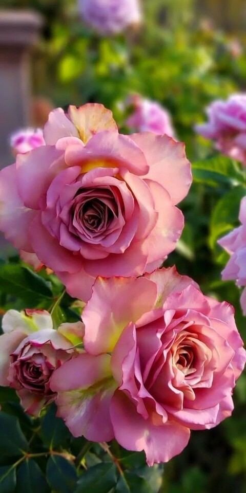 42fda8d0287561c5b34b06cedf9a7688.jpg