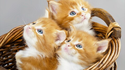 animal cat 5 4k hd animals-3840x2160.jpg