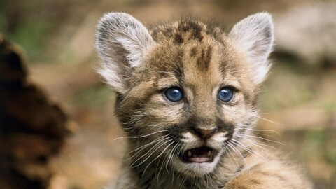 animalsbackground75-1661786481658-4392.jpg