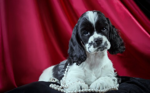 58014-kokerspaniel busy shtory.jpg