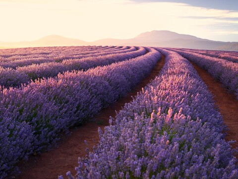 63955-pole lavanda gorizont.jpg