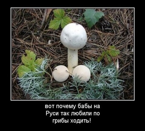 1609676742571 grib-piska-dem-7.jpg